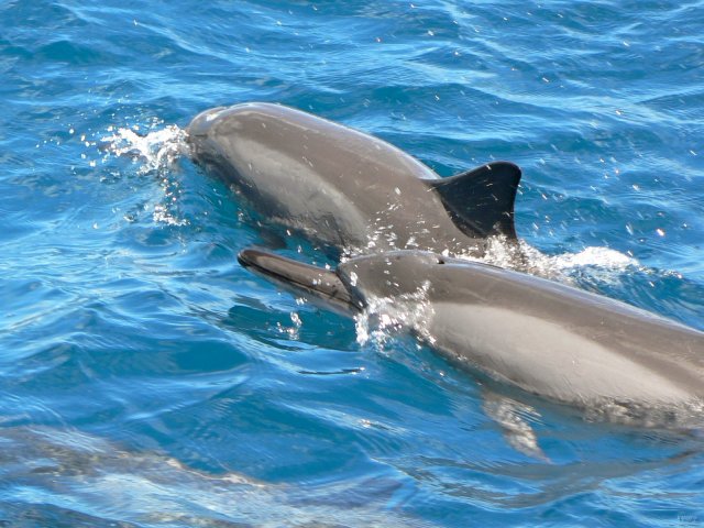 08- Les dauphins dans la passe 